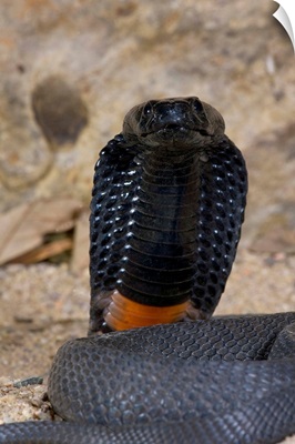 Banded Spitting Cobra, Naja nigricollis, Native to South Africa