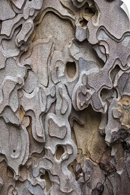 Bark of a Ponderosa Pine tree, Yosemite Valley, Yosemite National Park, California