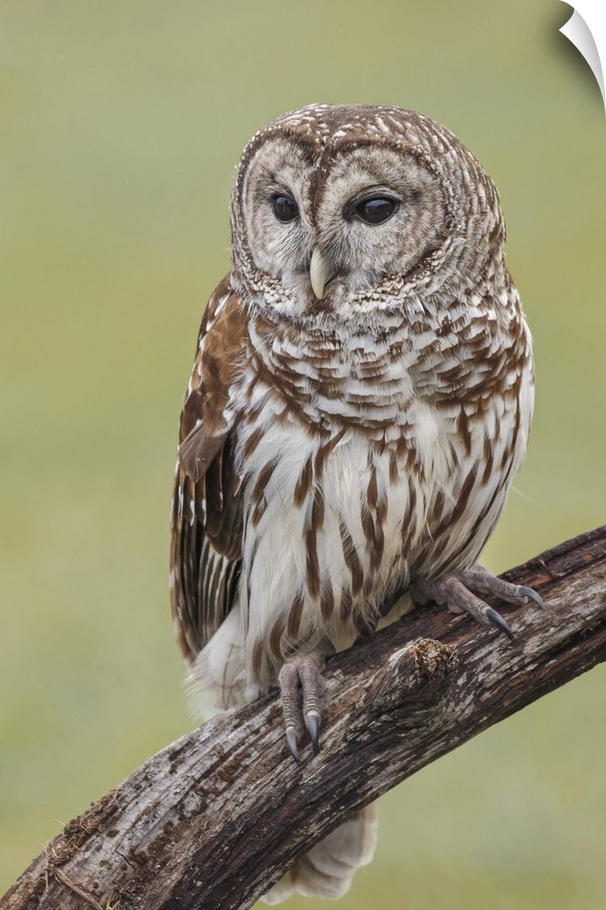 Barred owl, Strix varia, Florida. United States, Florida.