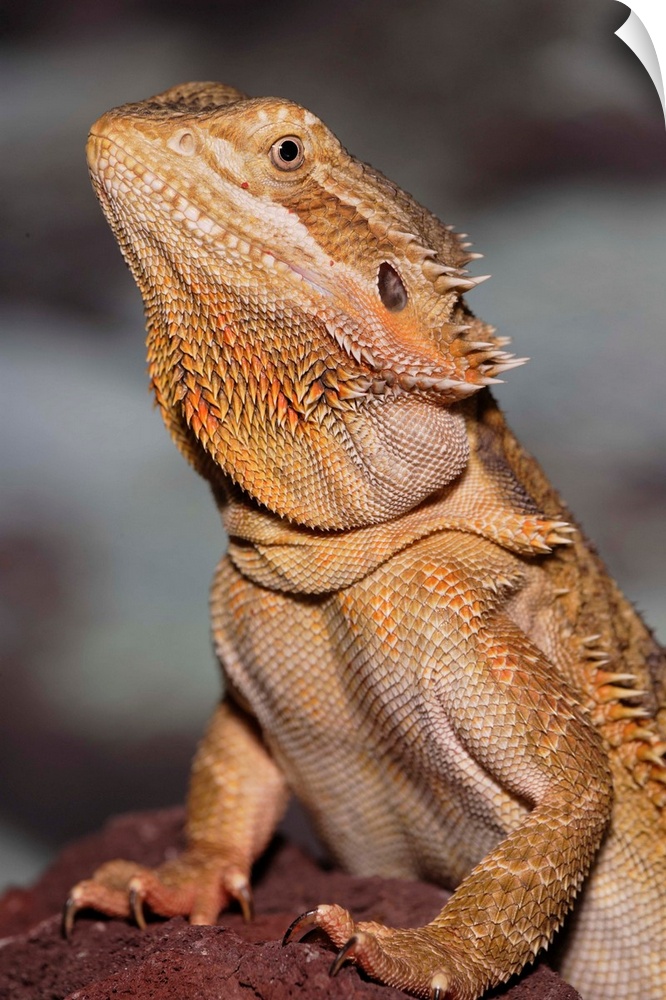 Bearded Dragon, Pogona vitticeps. (Captive)