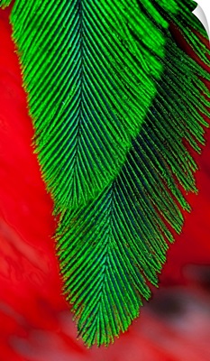 Beautiful feathers of the Resplendent Quetzal
