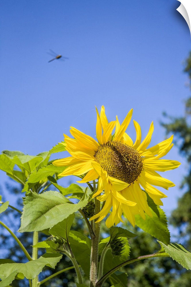 Bellevue, Washington State, USA. Dragonfly in flight over sunflower plant on a sunny day. United States, Washington State.