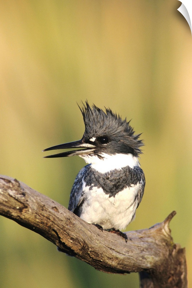 Belted Kingfisher, Megaceryle alcyon,male lcalling, Willacy County, Rio Grande Valley, Texas, USA, May 2004