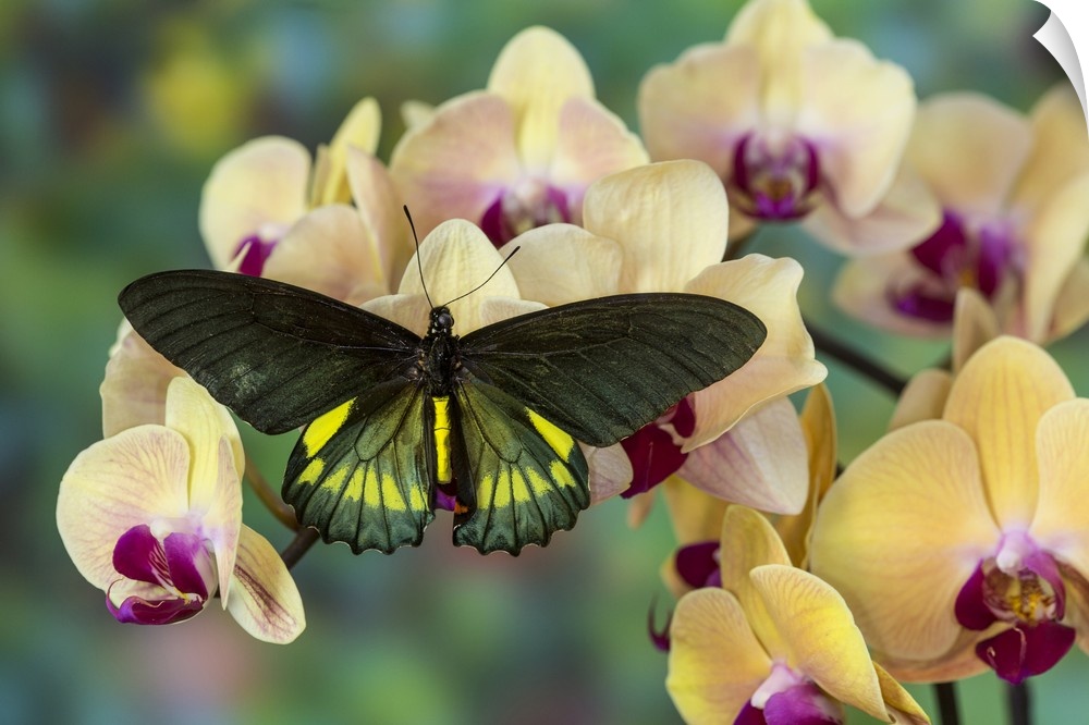 Belus Swallowtail Butterfly, Battus belus Cochabamba, on orchids.