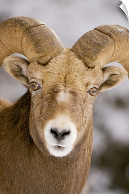 Bighorn sheep, Maligne Canyon, Jasper National Park, Alberta, Rocky Mountains