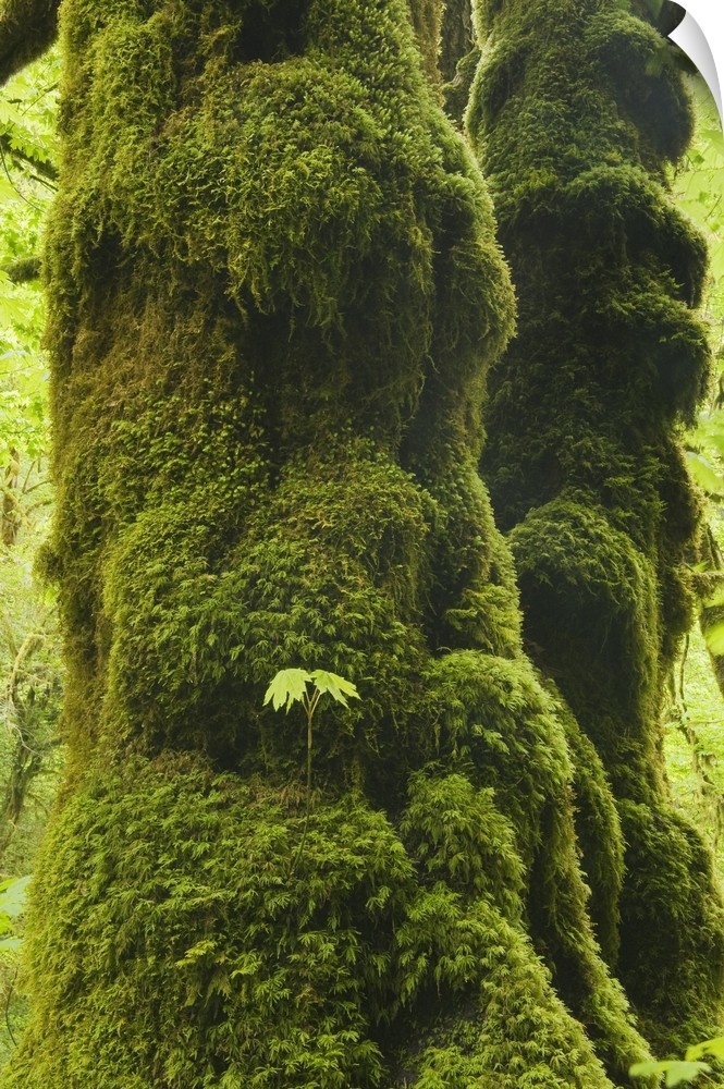 Oregon, Bigleaf Maple (Acer macrophyllum) Seedling grows on mossy trunk, Cascade Mountains.