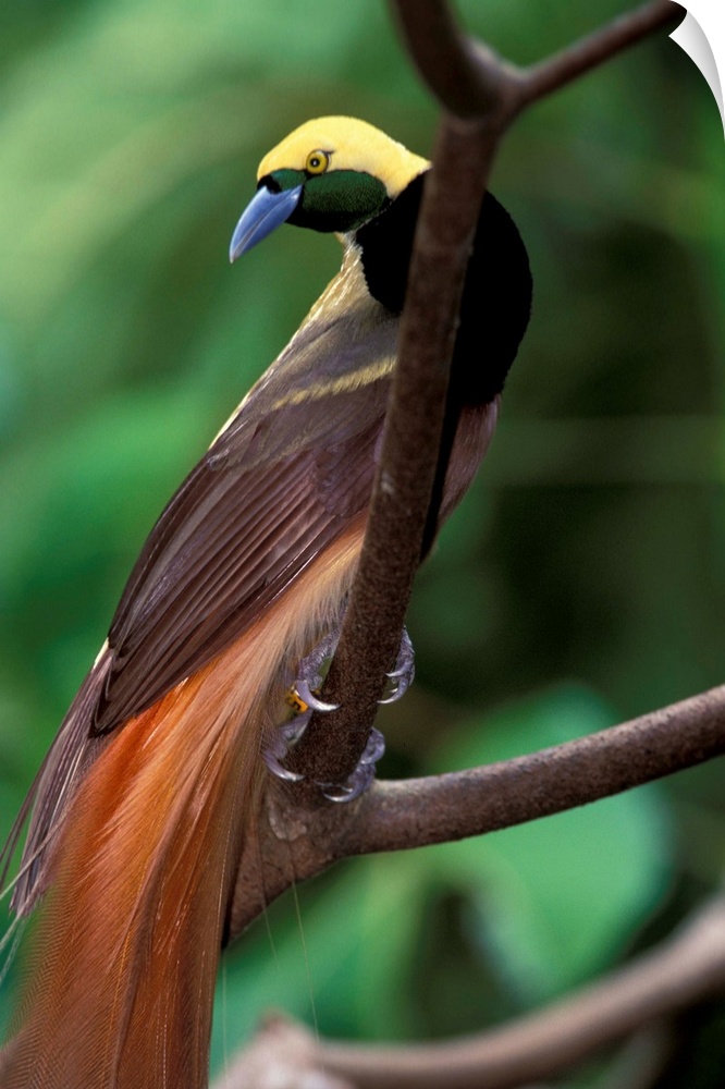 Bird of paradise (Greater (Paradisaea apoda)