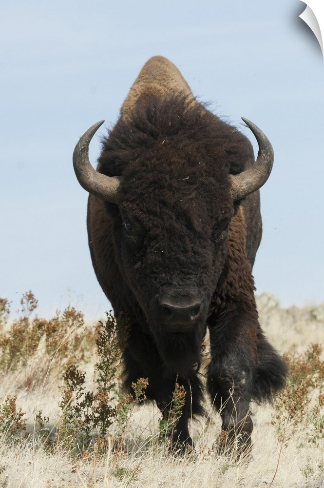 Bison bull on the move.