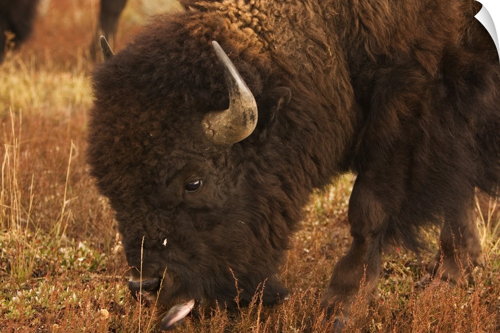 Bison grazing, Grand Teton National Park, Wyoming.