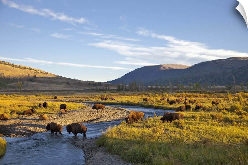 Bison herd in the Lamar Valley of Yellowstone National Park in Wyoming.
