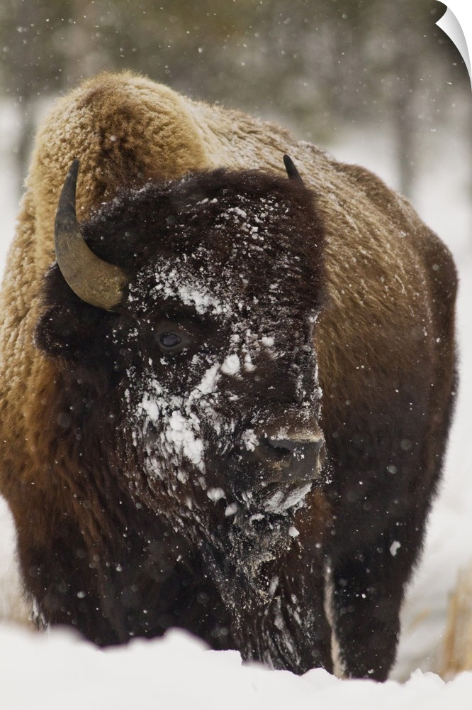 Bison in winter in Yellowstone National Park, Wyoming, USA.