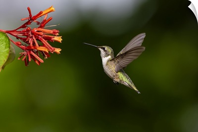 Black-Chinned Hummingbird Feeding
