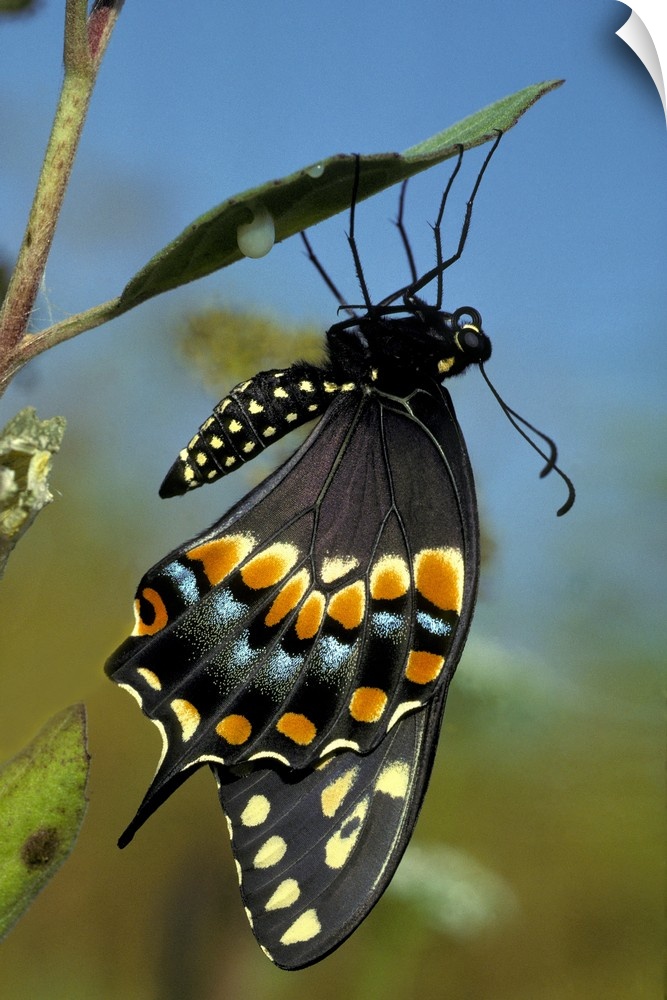 Black Swallowtail from chrysalis, Papiliopolyrenes asterius, Myakka River State Park, FL.