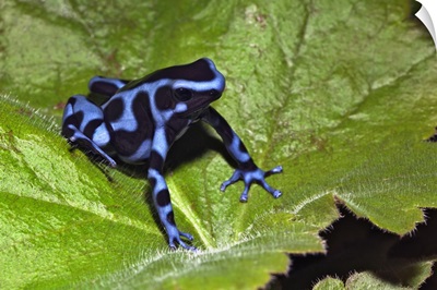 Blue and black Poison Dart Frog , native to Costa Rica