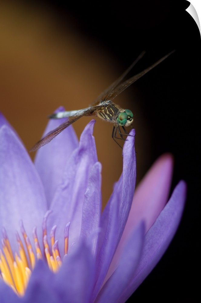 United States, DC, Washington, Kenilworth Aquatic Gardens.Blue dasher dragonfly on purple tropical water lily with yellow ...