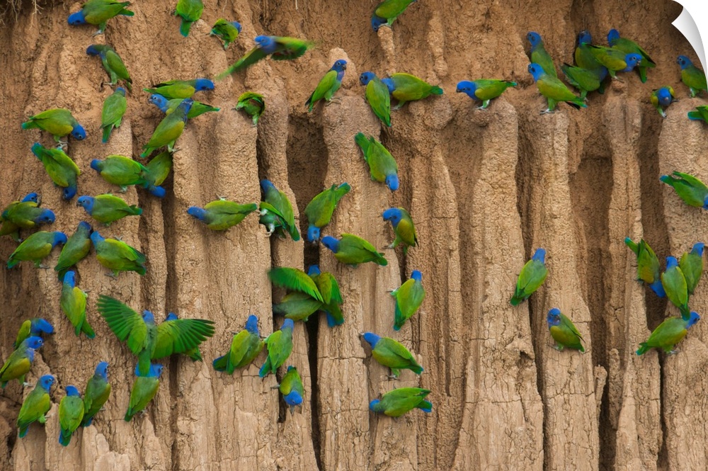 A group of blue-headed parrots cling to the vertical, clay cliffs that line the Manu River in Peru's Amazon Basin. The noi...