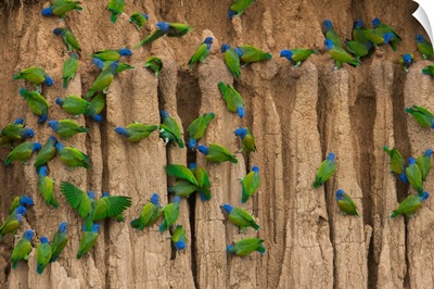 Blue-Headed Parrots Cling To The Cliffs That Line The Manu River In Peru's Amazon Basin