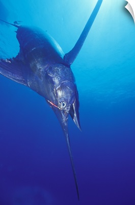 Blue Marlin 549 pounds hooked near Kona, Big Island, Hawaii