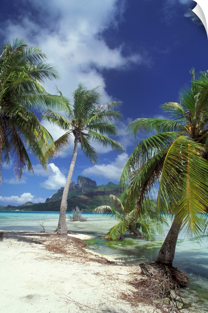 Bora Bora, French Polynesia, Palm trees at shore.