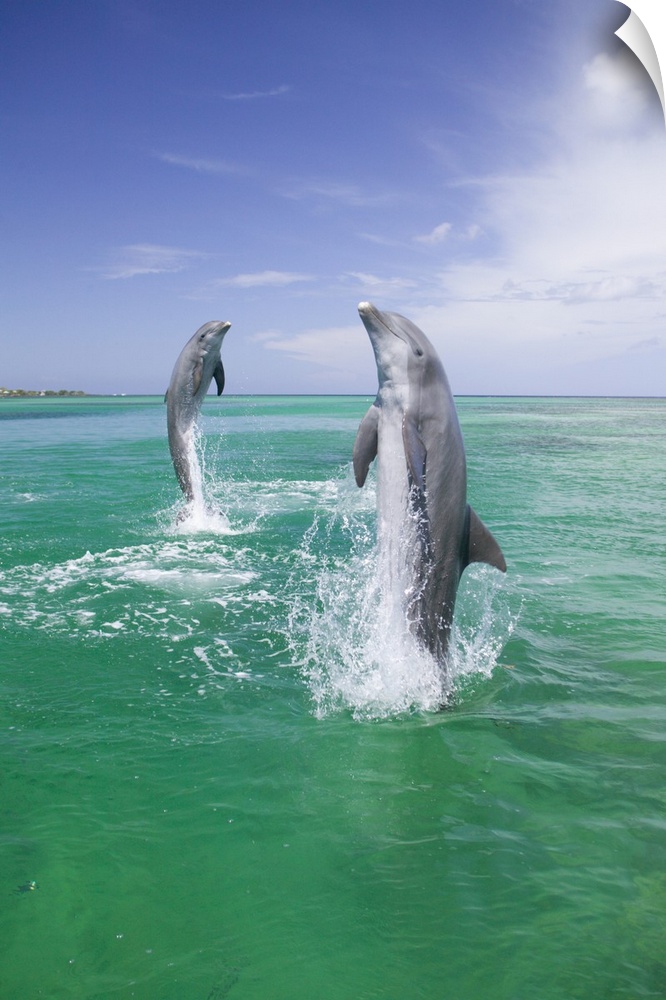 Bottlenose Dolphins (Tursiops truncatus) Caribbean Sea