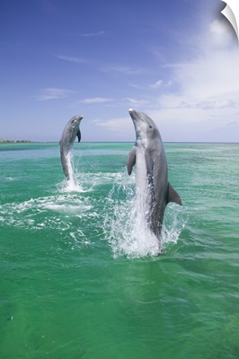 Bottlenose Dolphins, Caribbean Sea