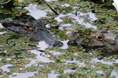 Brazil, Mato Grosso do Sul, Pantanal, Two Caiman in lilly pads