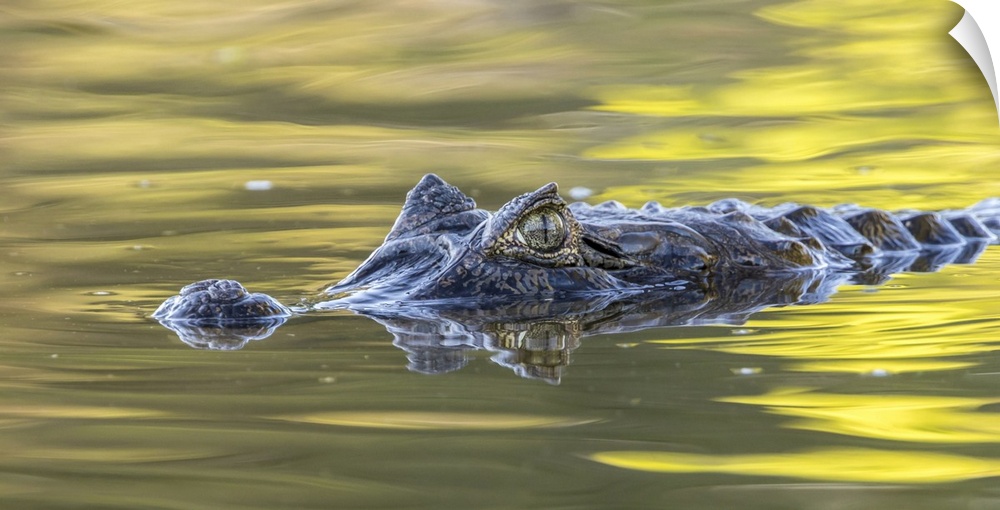 Brazil, Pantanal. Jacare caiman reptile in water.
