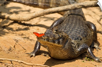 Brazil, Pantanal, Matto Grosso, Spectacled Caiman, with butterfly
