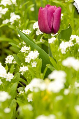 Brilliant colored single tulip contrasts to field of white flowers