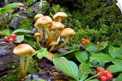 British Columbia, Bowron Lakes Provincial Park, Bunchberry and mushrooms