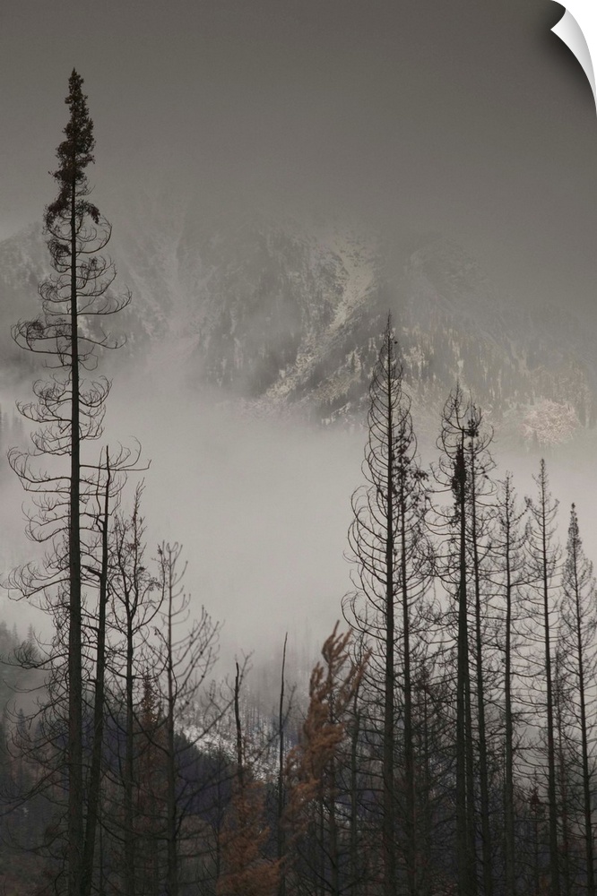 British Columbia, Kootenay National Park, First Snow on Trees by Stanley Mountain