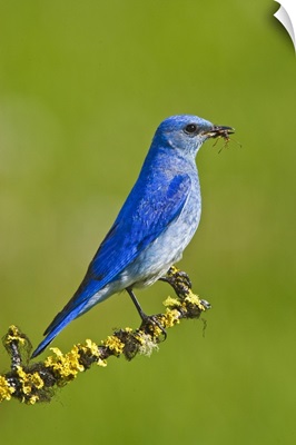 British Columbia near Kamloops, Mountain Bluebird with caterpillars to feed young