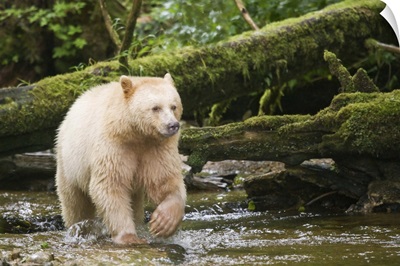 British Columbia, Princess Royal Island, Spirit Bear, a white variety of the black bear