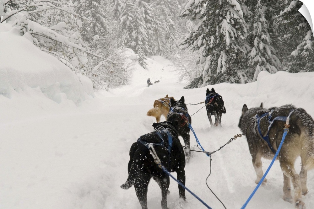 Canada, BC, Whistler. Outdoor Adventure dog sled experience, tourists can mush their own sled/team.
