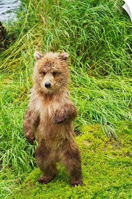 Brown Bear Cub, Brooks River, Katmai National Park And Preserve, Southwest Alaska