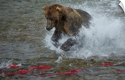 Brown Bear Fishing, Katmai National Park, Alaska