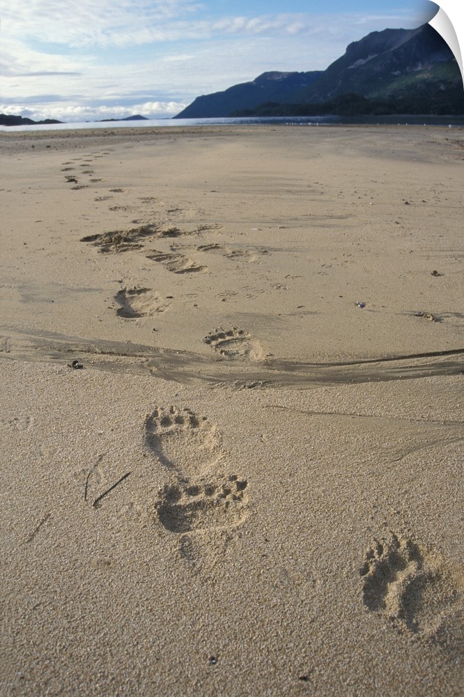 Brown bear (Ursus arctos, or Grizzly bear, Ursus horribils) footprints in the sand along east coast of Katmai National Par...