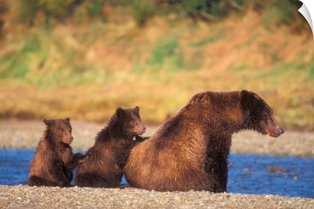 Brown bear, grizzly bear,  sow with cubs, Katmai National Park, Alaskan peninsula.
