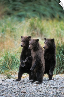 Brown bear, spring cubs, Katmai National Park, Alaskan peninsula