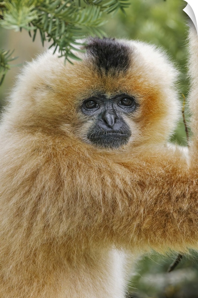 Buff-cheeked Gibbon, native to Laos, Vietnam, Cambodia. Asia, Vietnam.