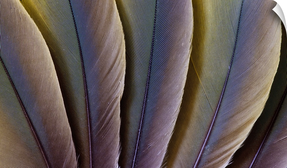 Buffon's Macaw feather design.