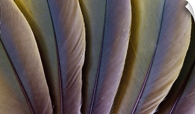 Buffon's Macaw feather design