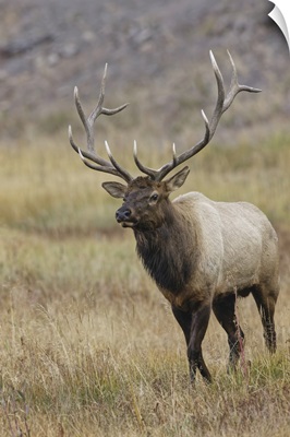 Bull Elk Or Wapiti In Meadow, Yellowstone National Park, Wyoming