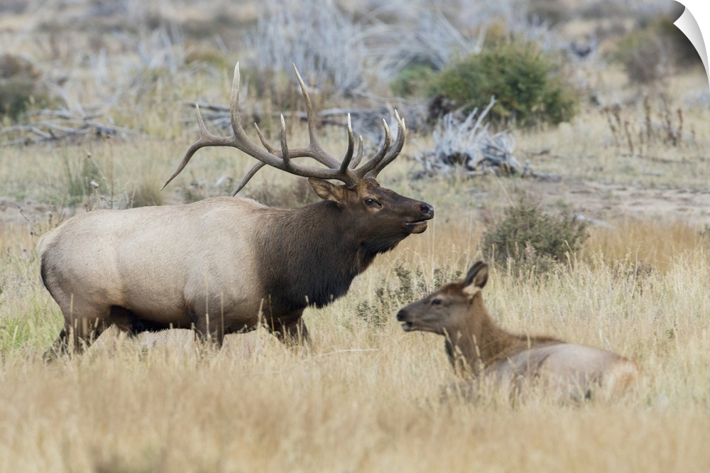 Bull elk patrolling. Nature, Fauna.