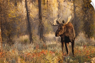Bull Moose In Autumn, Grand Teton National Park, Wyoming