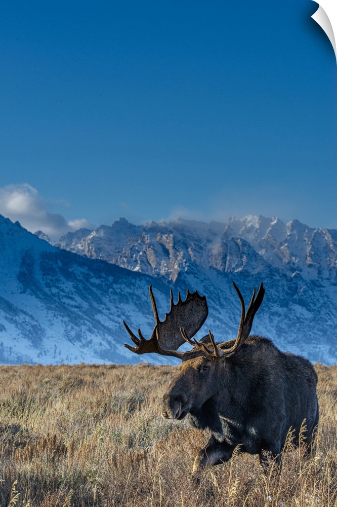 Bull moose portrait with grand Teton national park in background, Wyoming.