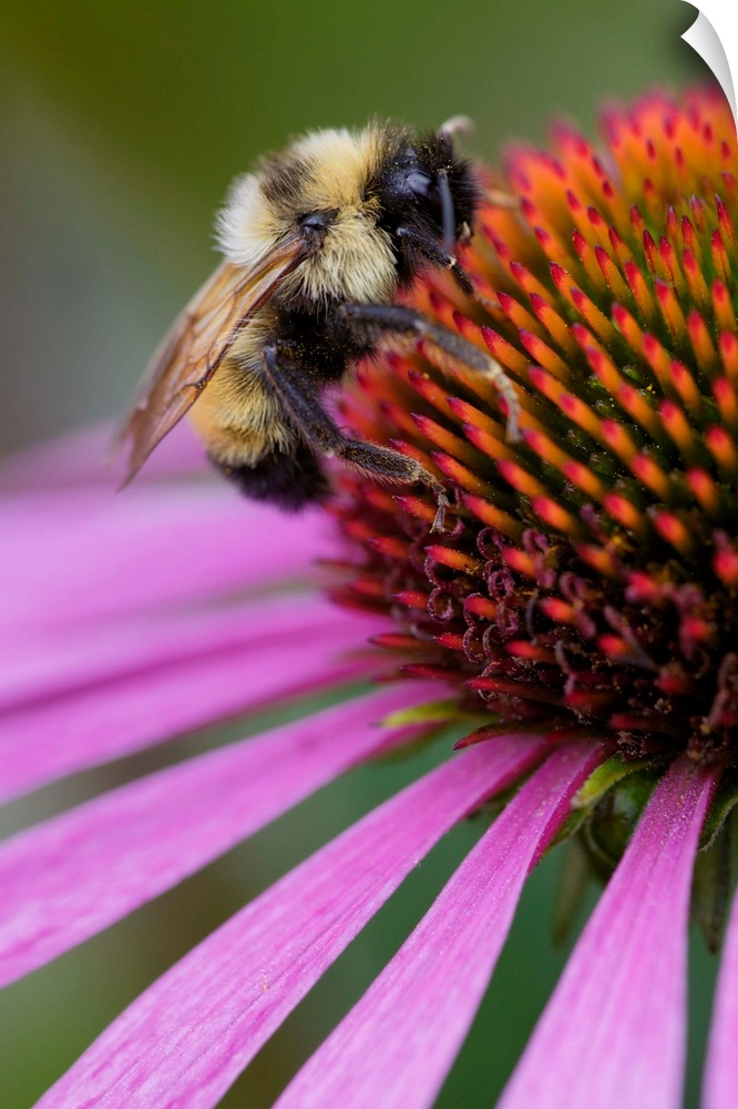 Bumble bee on aster, New Hampshire, Bombus sp.