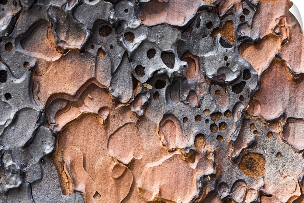 Burnt bark of a Ponderosa Pine tree (Pinus  ponderosa) after a controlled burn in Yosemite Valley, Yosemite National Park,...