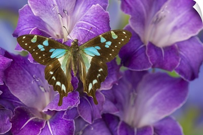 Butterfly Graphium Stresemanni
