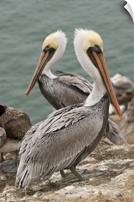 CA, Pismo Beach. Brown Pelicans on Pelican Point